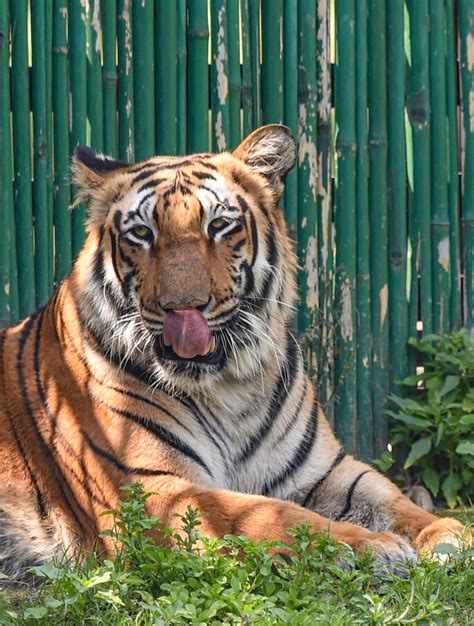 Inside Delhi's National Zoological Park as it reopens after Covid ...