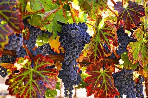 Wine Tour in India, Vineyards in India, Most Visited Wineries of India