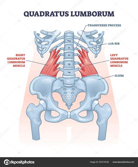 Quadratus Lumborum Stretches For A Tight Quadratus Lumborum — Alice