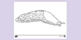 What is a Slug? – Slug Facts for Kids – Twinkl - Twinkl