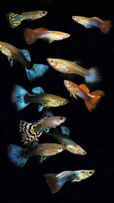 10 beautiful and low-maintenance fishes for home aquariums