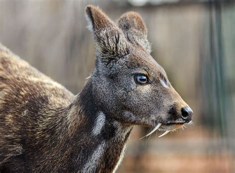 Female Musk Deer Siberian Musk Deer Rare Pair Hoofed Stock Photo
