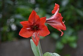 Image result for Red Lily of the Valley