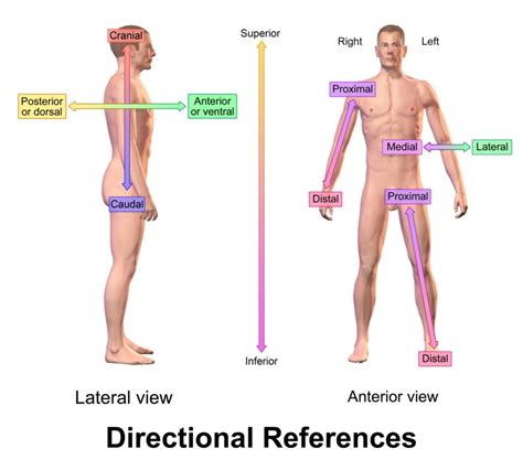 Medial Medical Term