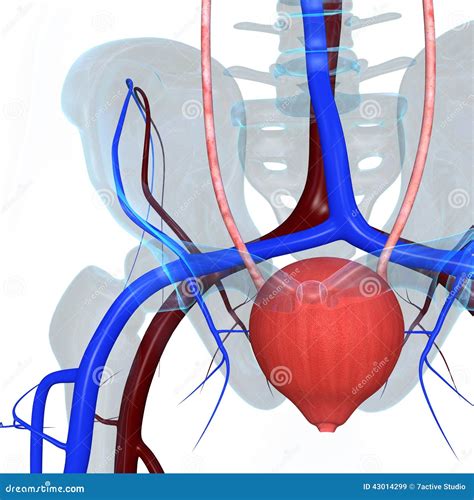 Human bladder stock illustration. Illustration of kidneys - 43014299