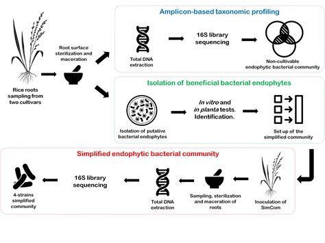 Bacterial Microbiota of Rice Roots: 16S-Based Taxonomic Profiling of ...