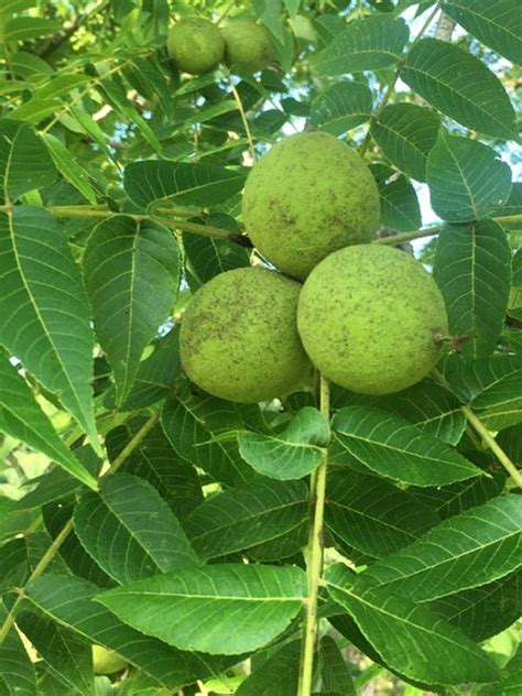 बरसात के मौसम में अपने बगीचे में उगा सकते हैं ये 6 फल - You can grow ...