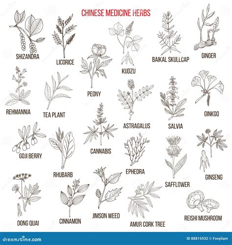 Chinese medicinal herbs stock vector. Illustration of medical - 88815932