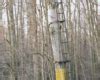 Image result for Lock On Tree Stand Ladder