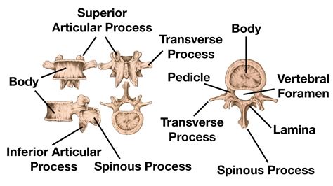 Cervical Thoracic And Lumbar Vertebrae