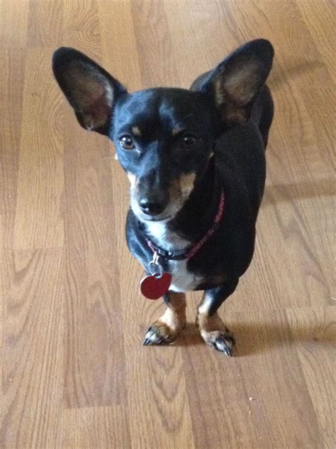 Chiweenie - Half Chihuahua, Half Weiner Dog