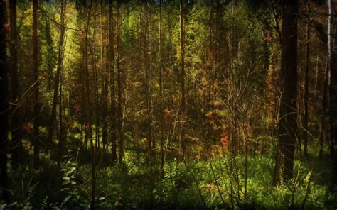 Image result for T-Tree