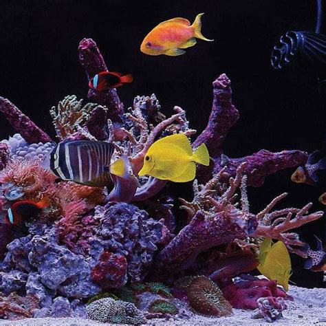 Image result for Current Marine Loop LED Setup.exe