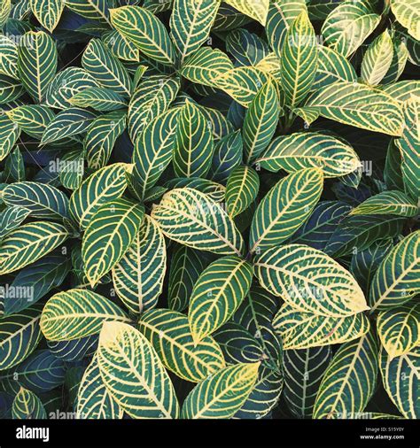 Netted veins hi-res stock photography and images - Alamy