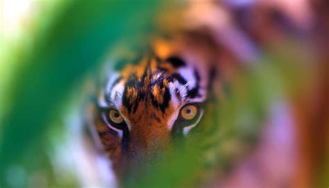 Bengals Leather Ball cricket Games Summer 2024, San Jose, California ...