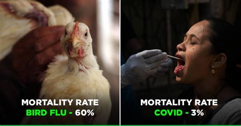 Bird Flu: Avian Influenza Is Rarely Transmitted To Humans, But When It ...