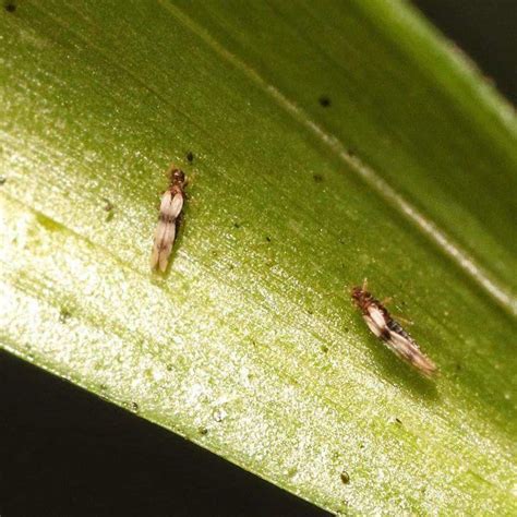 Can You Use Neem Oil To Get Rid Of Thrips?
