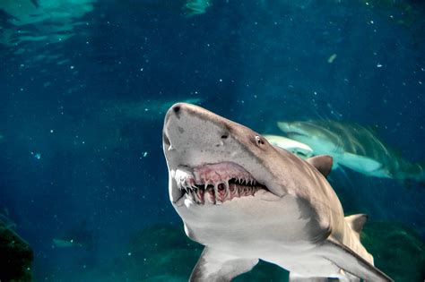 Why Do Sharks Attack Humans?