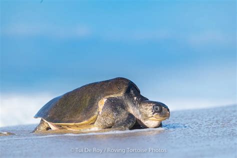 Sea Turtle Migration — SEE Turtles