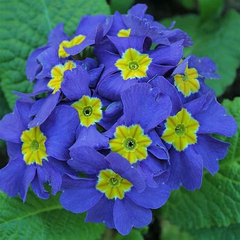Gurveplantationi® Lantana Blue Color Flower Plant Live with Black ...