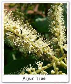Arjun Tree (Terminalia arjuna), Significance of Arjuna Tree ...