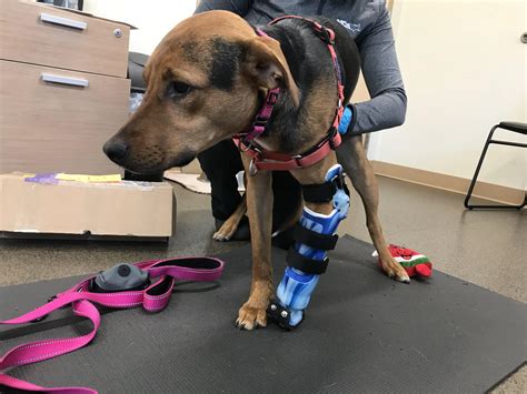 Custom Knee & Best ACL Brace For Dogs | Splint Dog Leg | OrthoPets