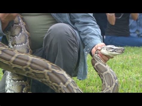 Python Kills Pig 的图像结果