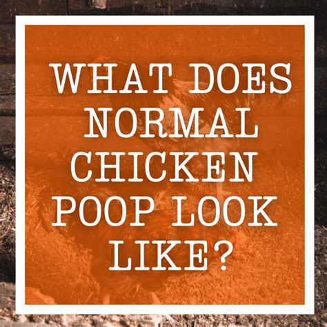 Image result for Normal Chicken Poop