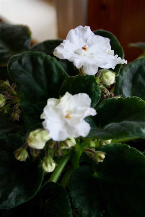 African Violets, Easy Care House Plants