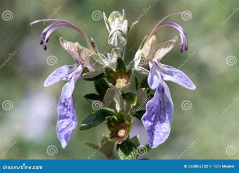 Image result for Database JavaScript