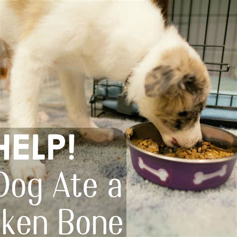 Are Chicken Bones Bad For Your Dog