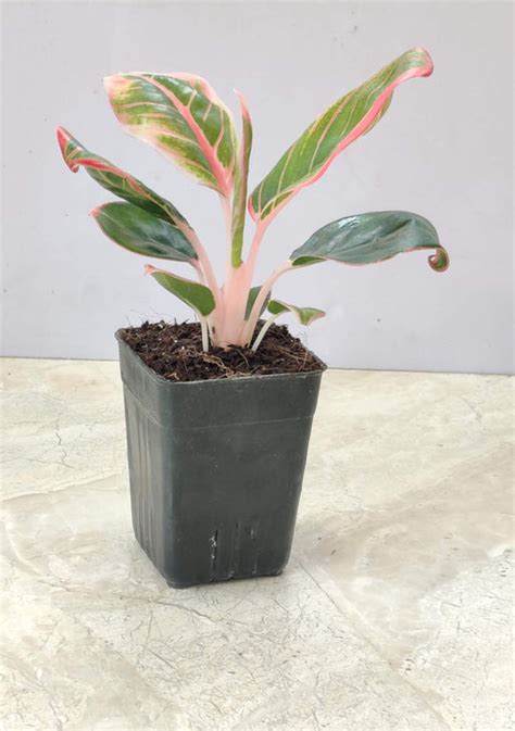 42 Stunning Aglaonema Varieties You'll Adore – ChhajedGarden.com