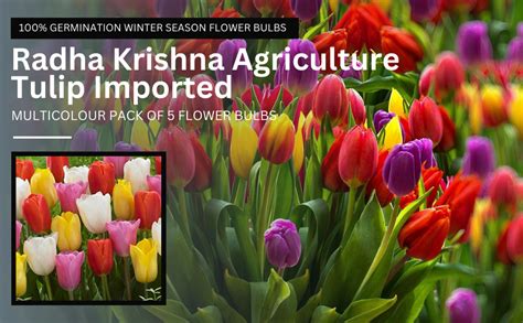 Radha Krishna Agriculture Tulip Imported, 100% Germination Winter ...