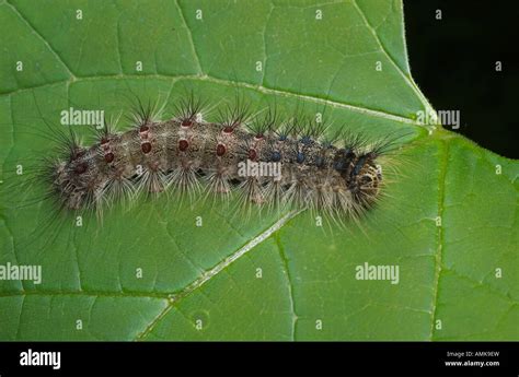 Image result for Gypsy Moth