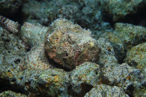 Stonefish Facts