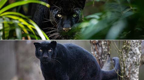 9 Key Ways Black Panthers And Black Jaguars Differ