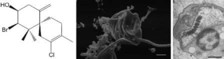 Effect of Elatol, Isolated from Red Seaweed Laurencia dendroidea, on ...