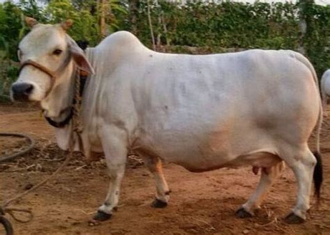 Livestock Research Station, Palamaner