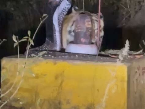 Katni Tiger Sighting Near Shivling Sparks Fear | Forest Officials Alert