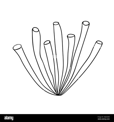 Image result for Draw Coral Reef