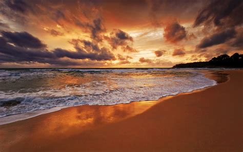 Image result for Sunset Python Snake