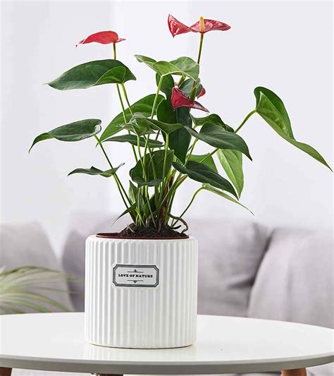 White Ribbed Ceramic Planter – Cylindrical Tabletop Pot with Love of ...