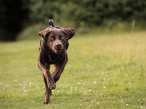 Image result for Fast Shutter