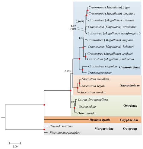 The Complete Mitochondrial Genome of Hyotissa hyotis (Bivalvia ...