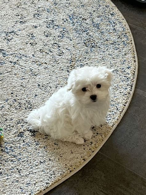 cute little maltiese puppy 🐶 in 2025 | Cute white dogs, White dog ...