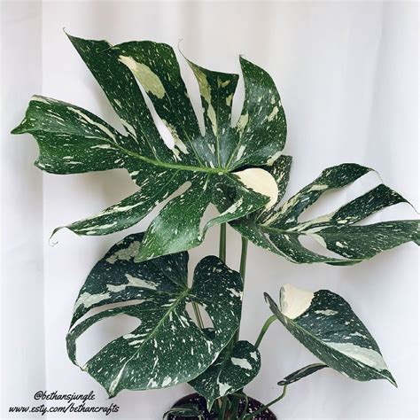 Caring for Thai Constellation Monstera Indoors (what you need to know)