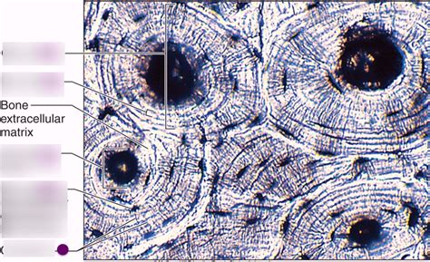 Microscopic Bone Matrix Figure 的图像结果