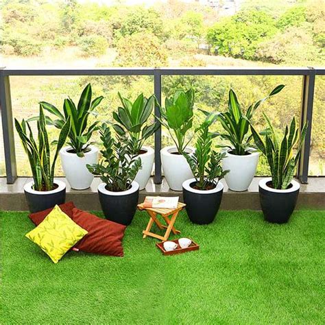 Buy Beautiful Foliage Plants to Decorate Balcony Garden online from ...
