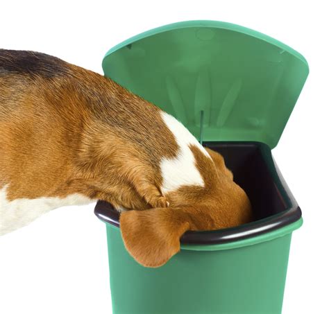 What Happens If Your Dog Eats A Piece Of Plastic at Nicholas Mckillop blog