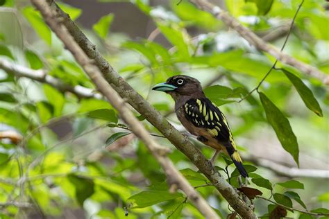 Image result for Java Birai